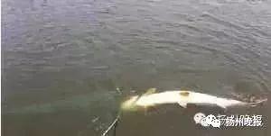 钓鱼爆料视频最新消息新闻,揭秘神秘水域奇遇记 第1张 钓鱼爆料视频最新消息新闻,揭秘神秘水域奇遇记 第1张