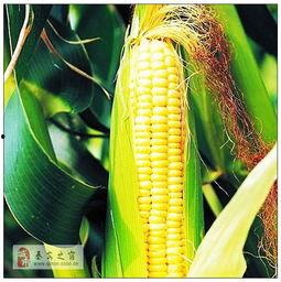 玉米最新爆料,揭秘玉米产业的最新动态与未来趋势 第2张 玉米最新爆料,揭秘玉米产业的最新动态与未来趋势 第2张