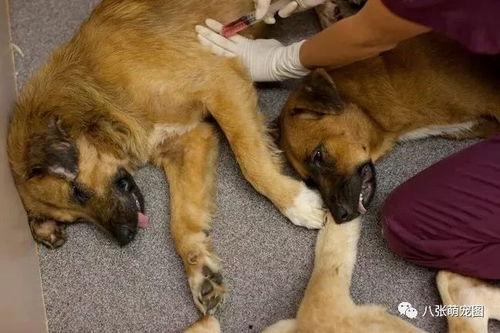 宠物安乐死娱乐吃瓜酱,娱乐吃瓜酱带你揭秘背后真相  第2张